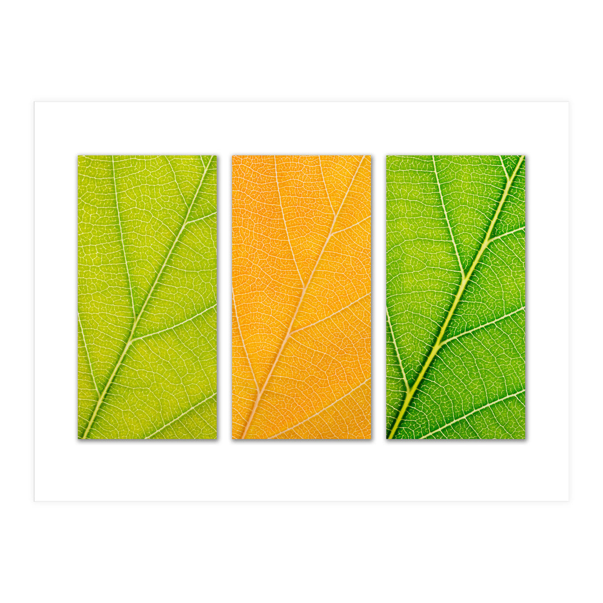 Autumn Leaves (Print Only)