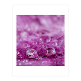 Drops in feathers (Print Only) thumbnail