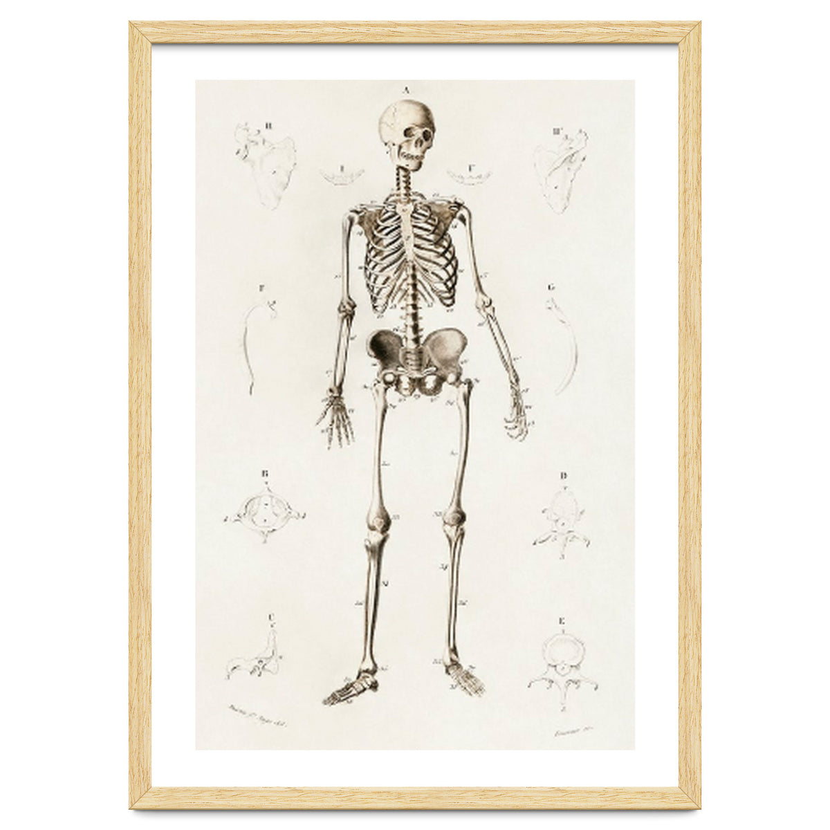 Human skeleton illustrated
