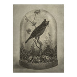 The Curiosity (Print Only) thumbnail