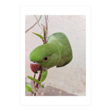 My Cute Parrot (Print Only) thumbnail