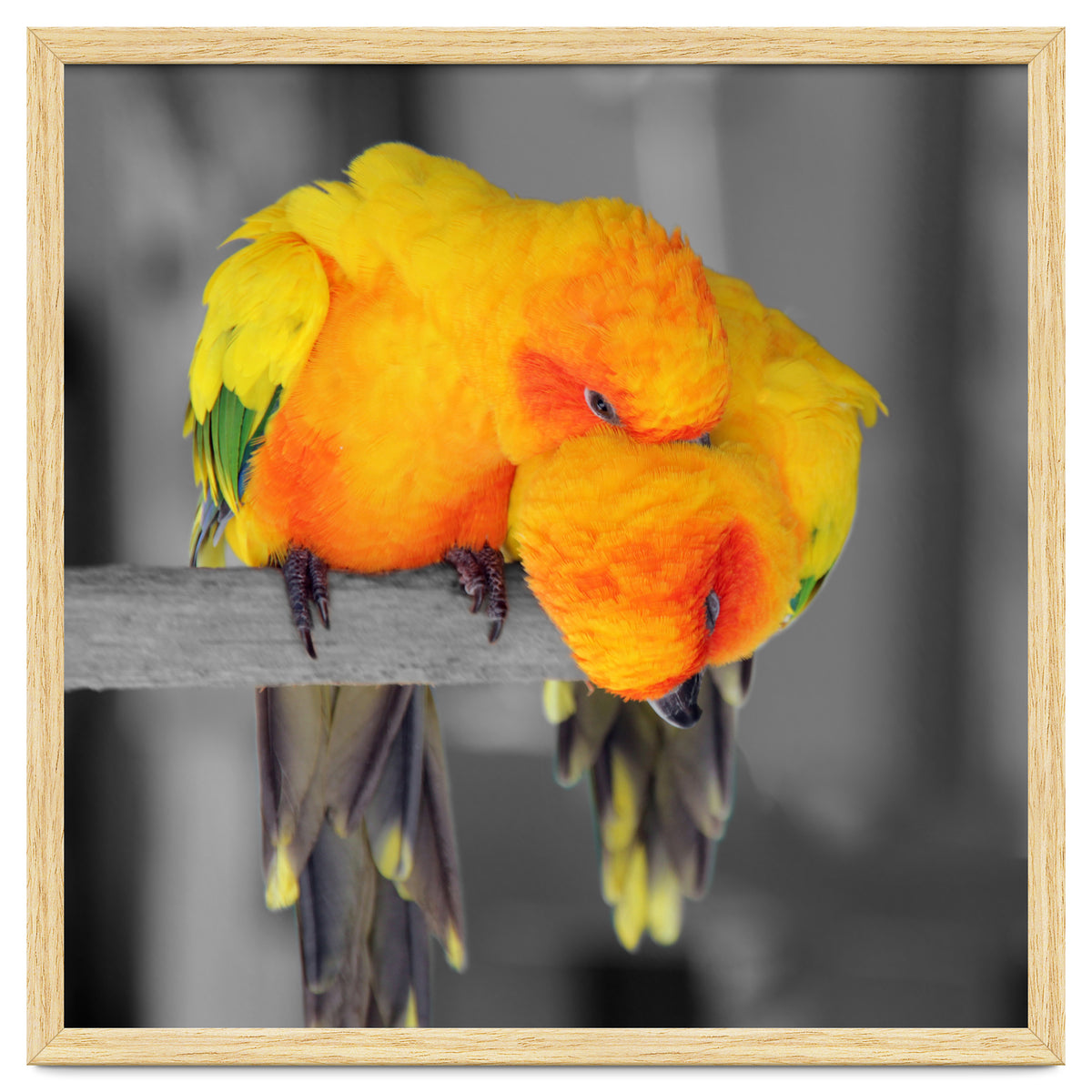 Two sun conures