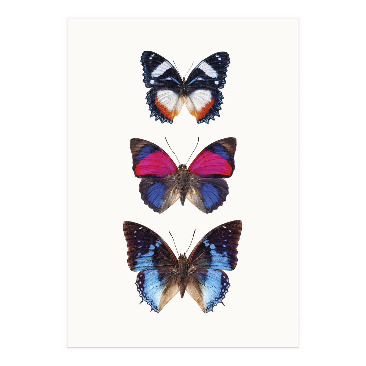 Cc Butterflies 03 (Print Only)