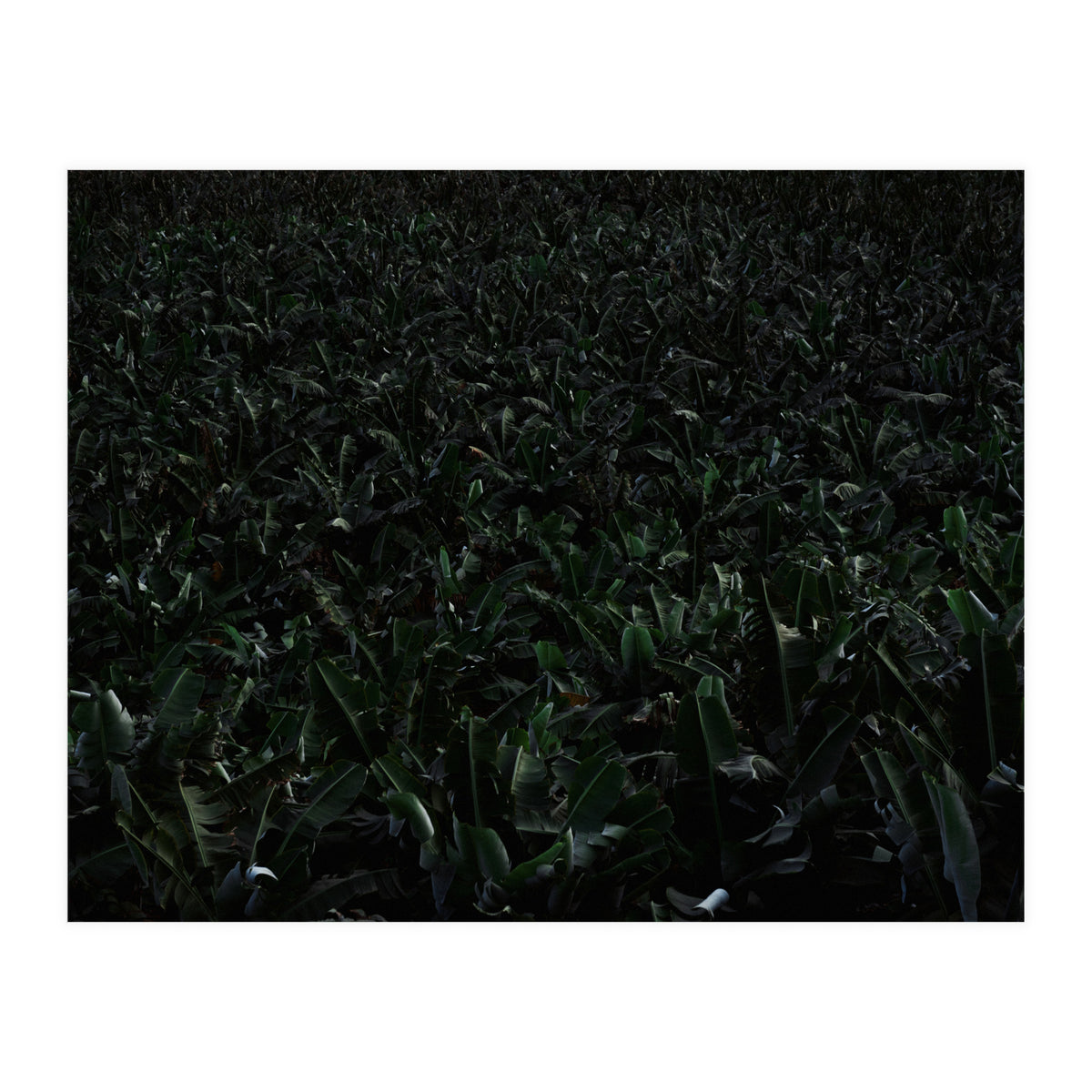 Obscurity (Print Only)