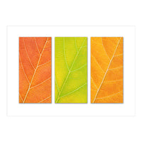 Autumn Leaves (Print Only)