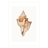 Cc Shell 01 (Print Only) thumbnail