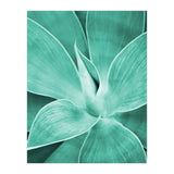 Agave (Print Only) thumbnail