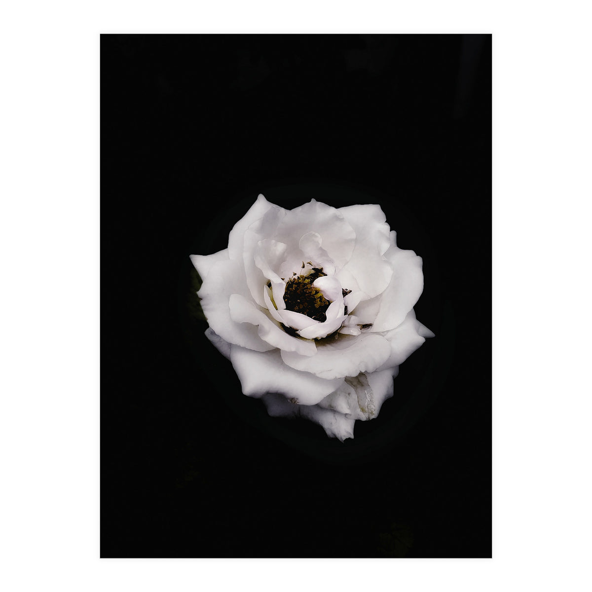 White Rose (Print Only)