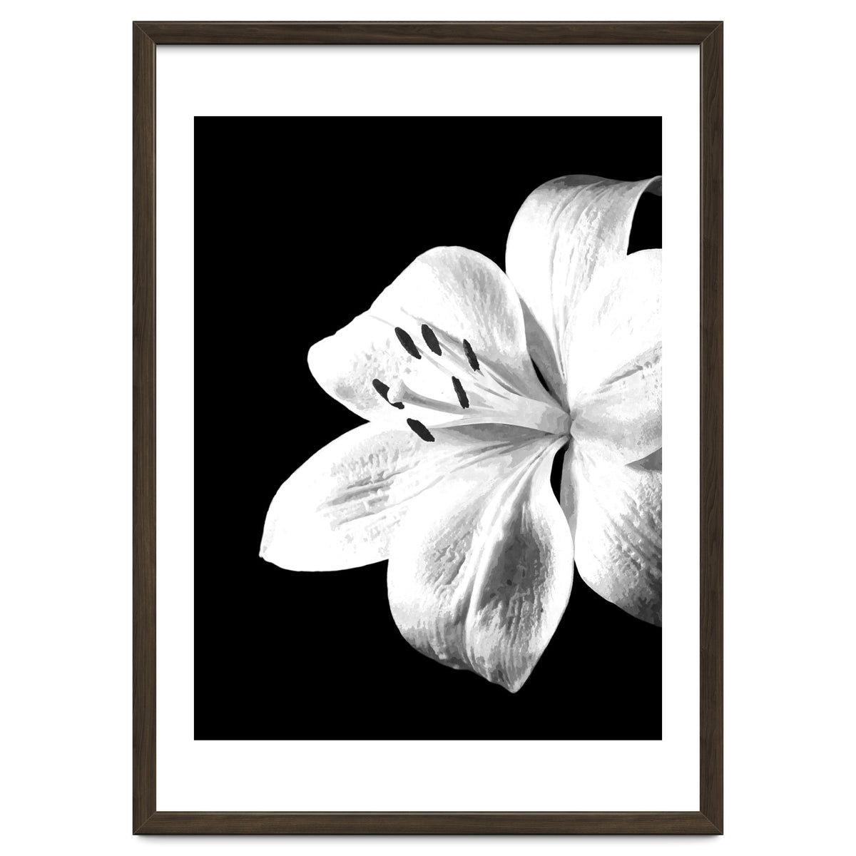 White Lily Black Background