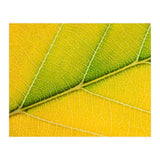 Autumn Leaf (Print Only) thumbnail