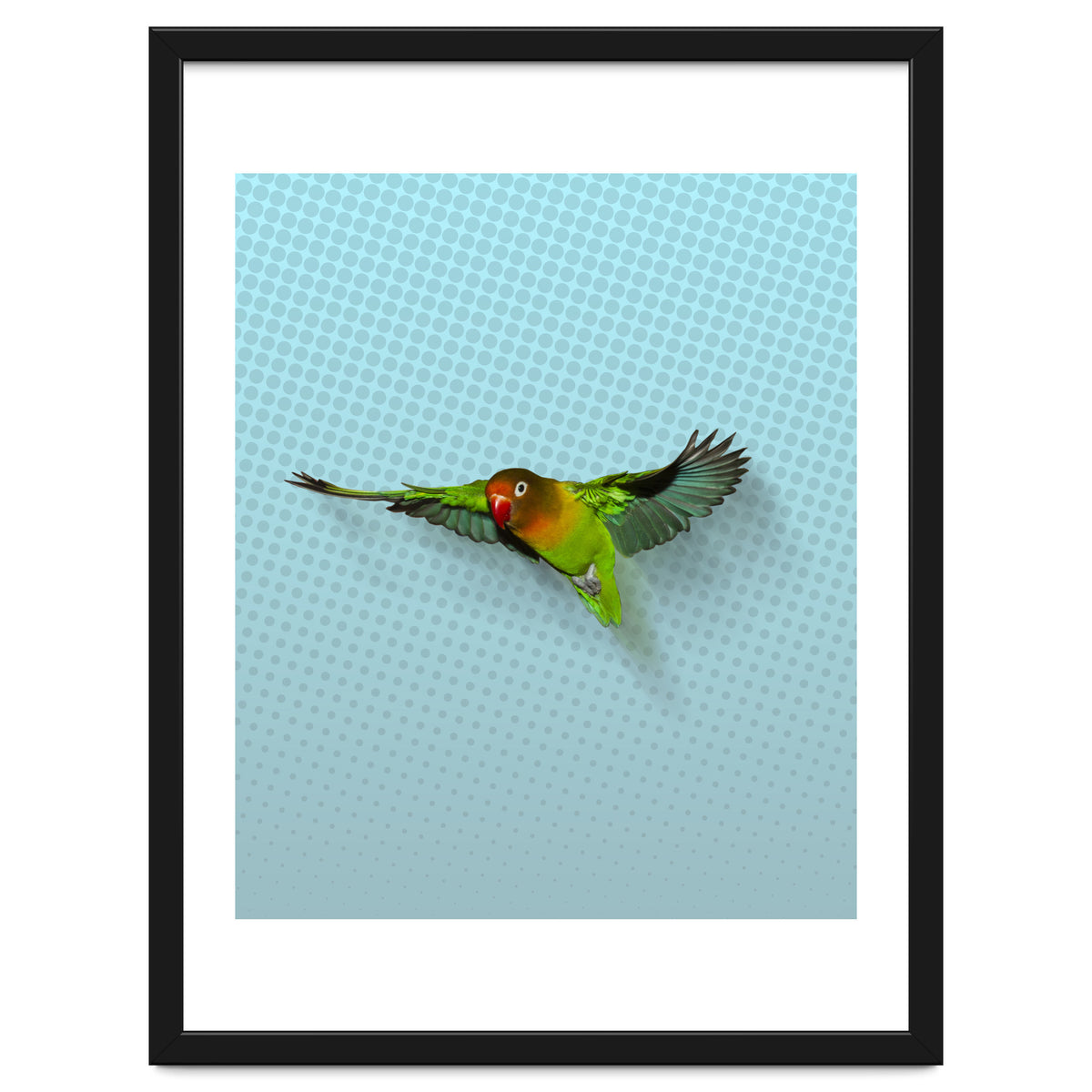 Flying lovebird