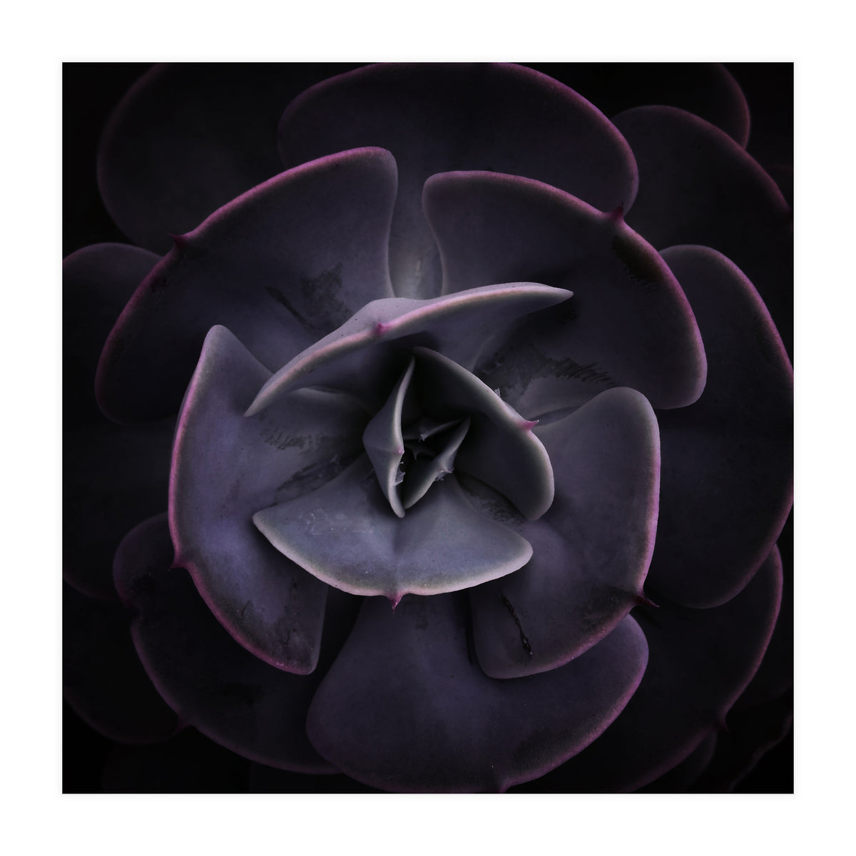 DARKSIDE OF SUCCULENTS VIII (Print Only)