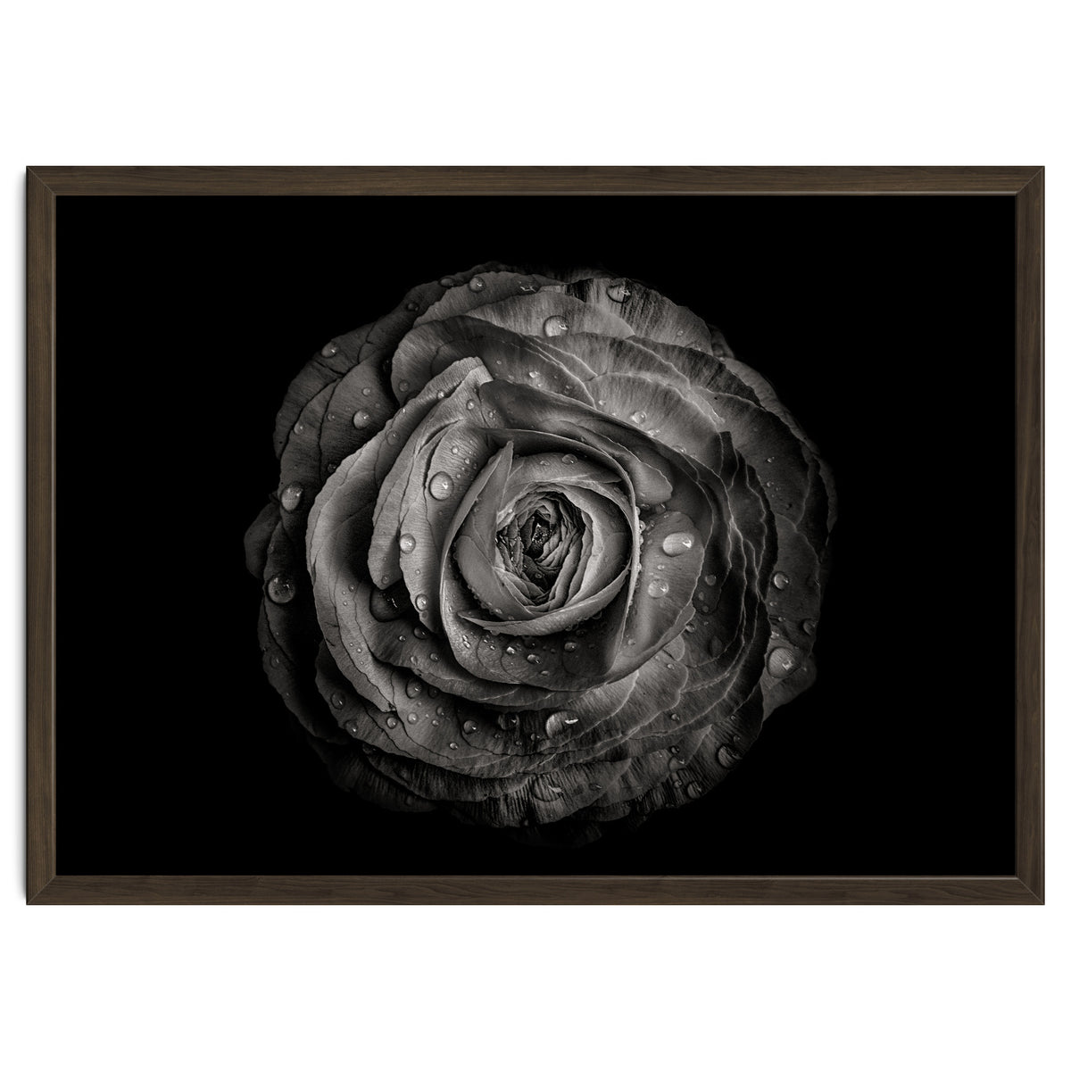 Backyard Flowers In Black And White 72