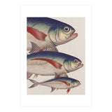 Fish Classic Designs 5 (Print Only) thumbnail