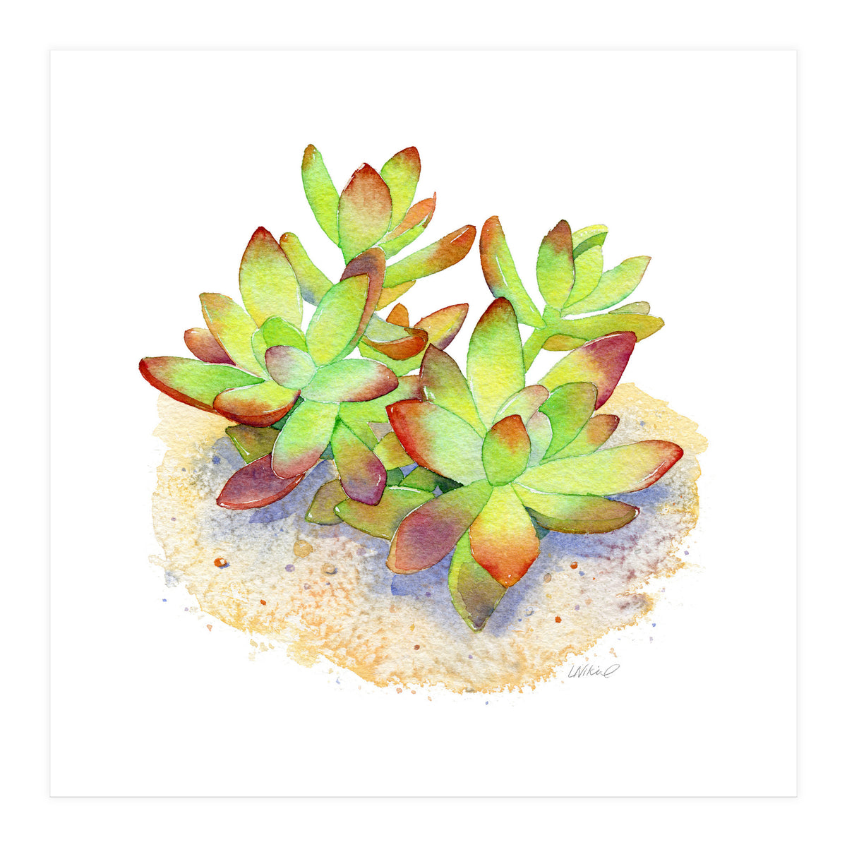 California Sunset Succulent (Print Only)