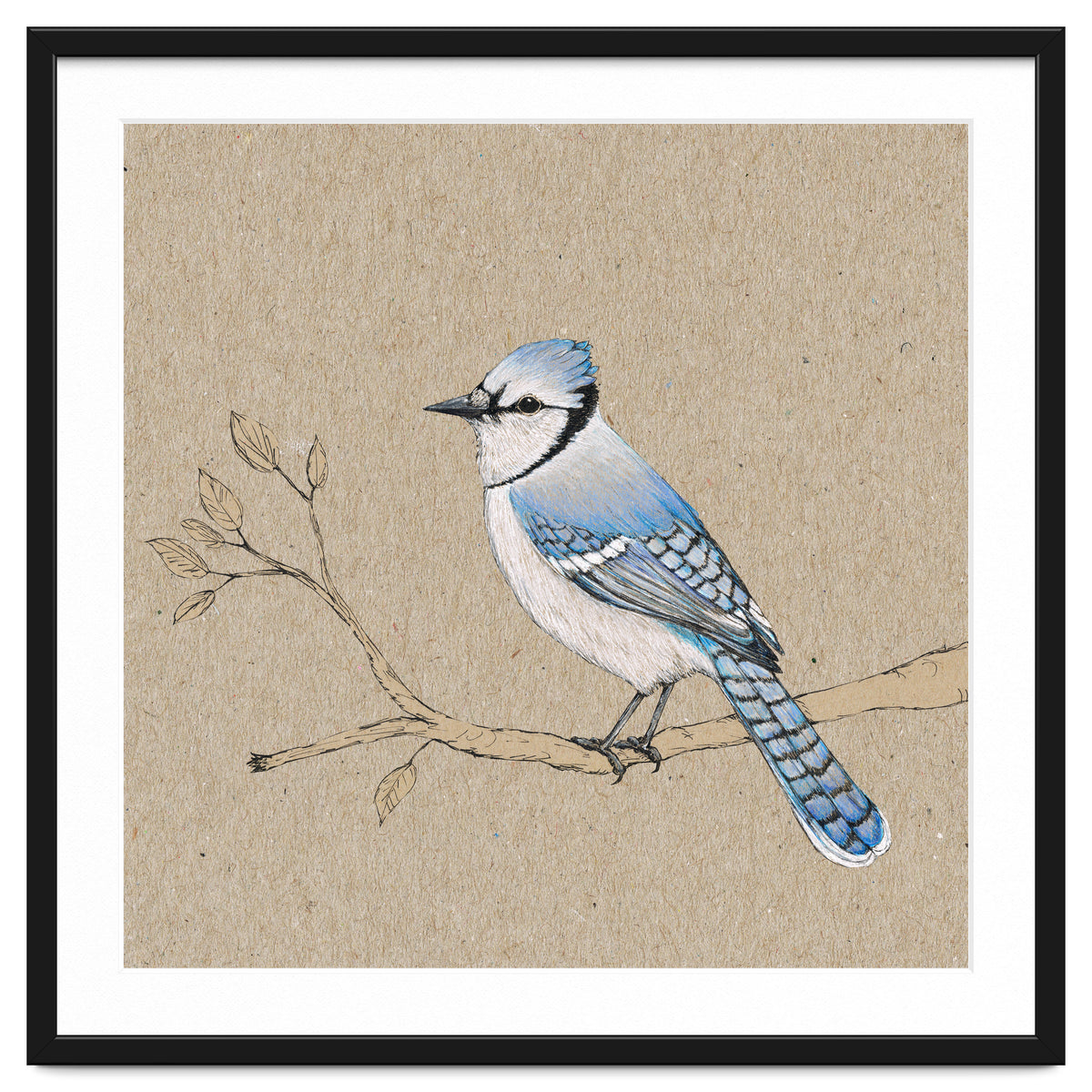 Blue jay