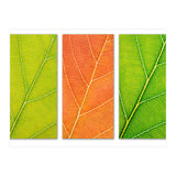 Autumn Leaves (Print Only) thumbnail