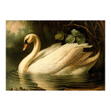 Swan Classic Painting (Print Only) thumbnail