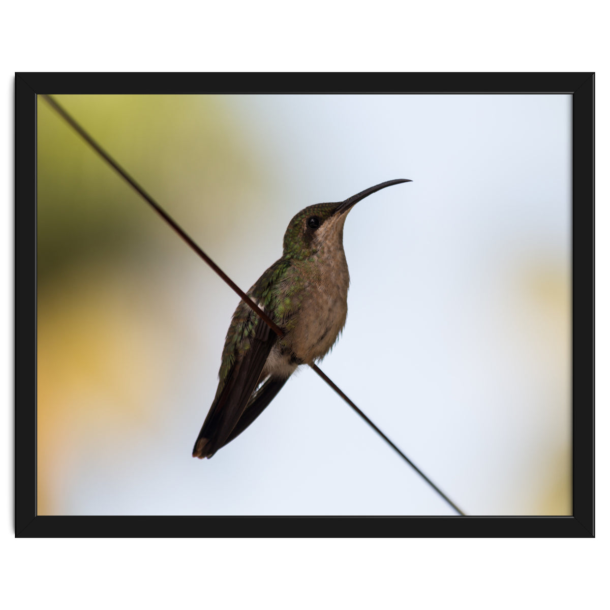 Colibri from Haïti