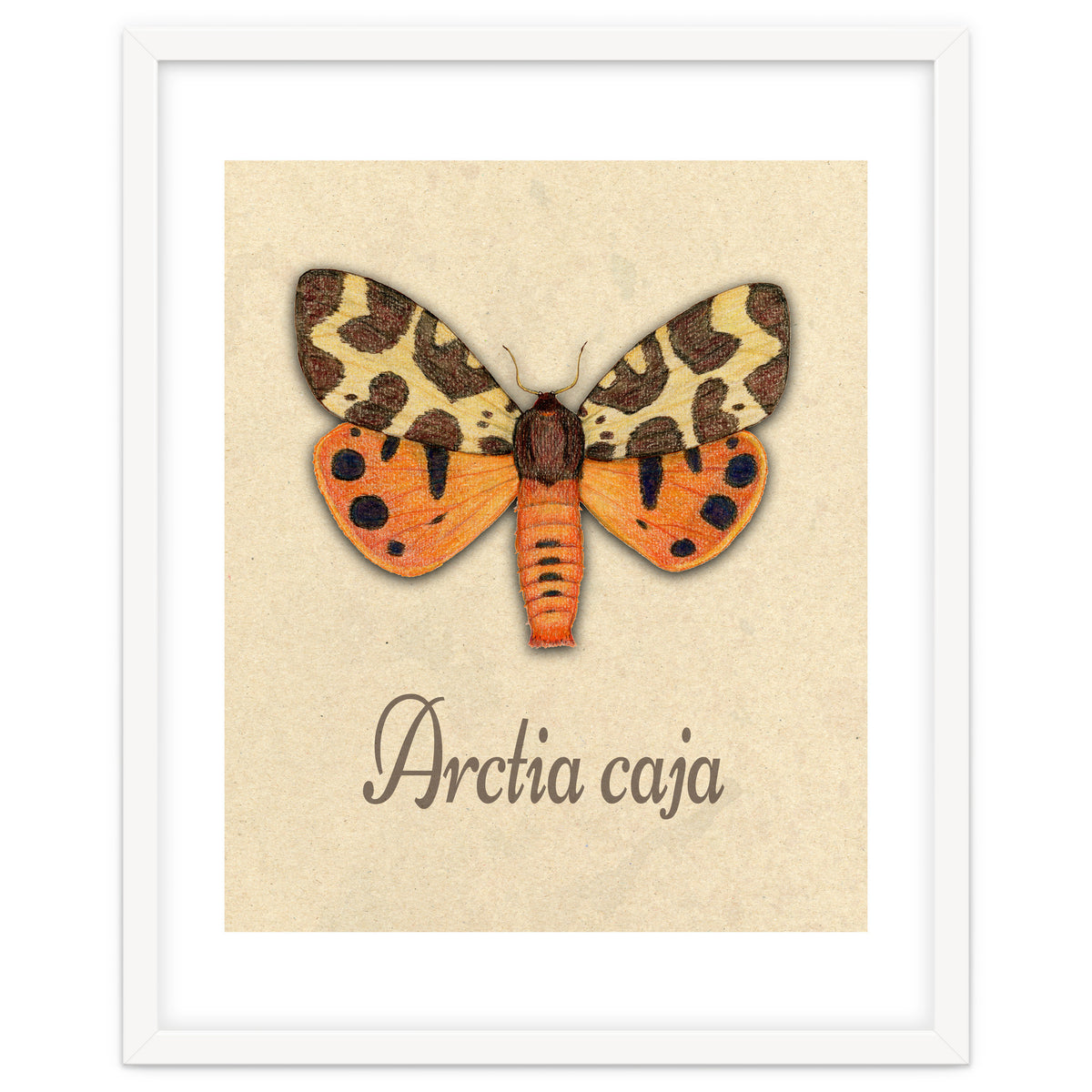 Garden tiger moth illustration