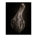 Gourds No 3 (Print Only) thumbnail