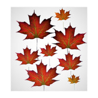 Autumn  leaves (Print Only)
