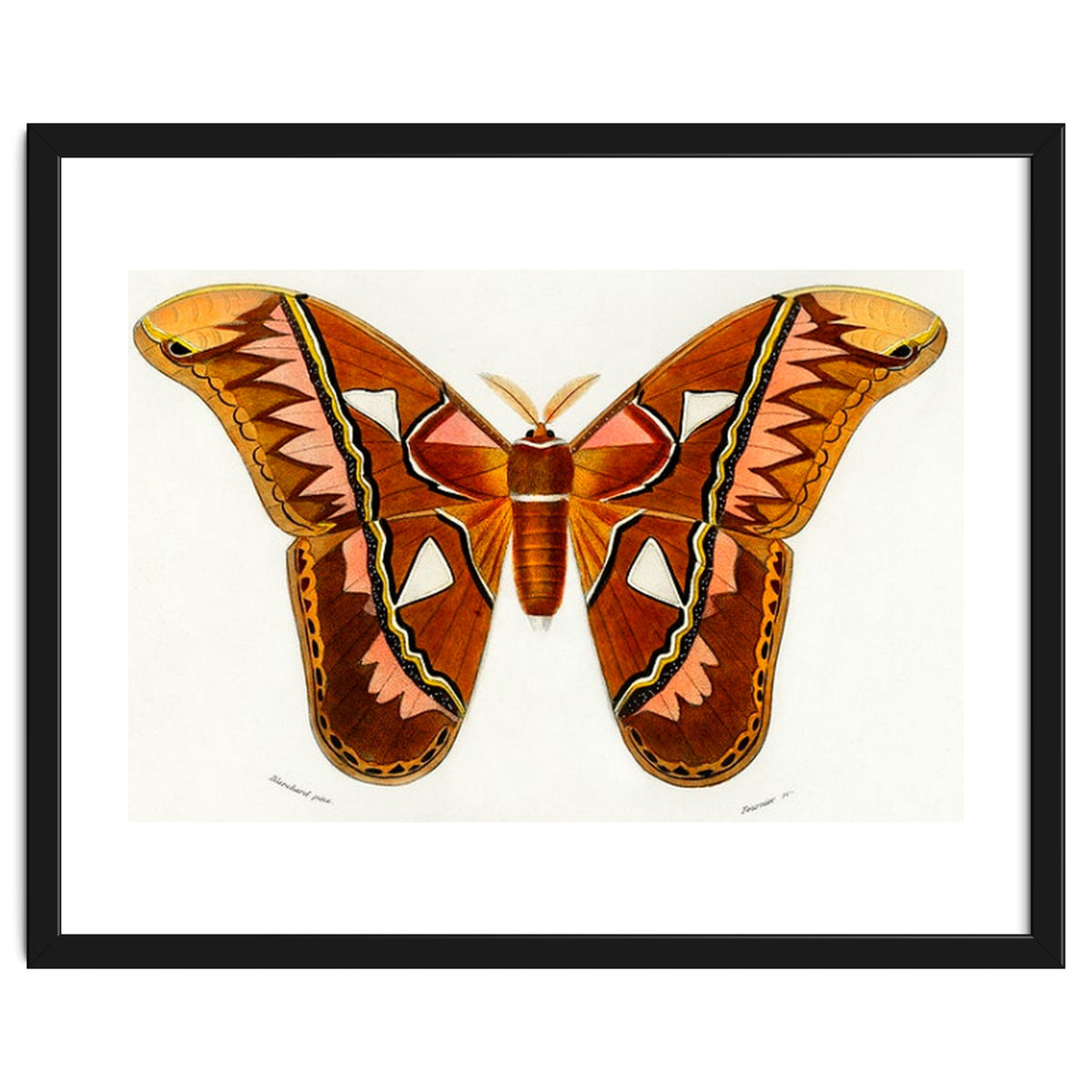 Attacus Atlas Moth illustrated