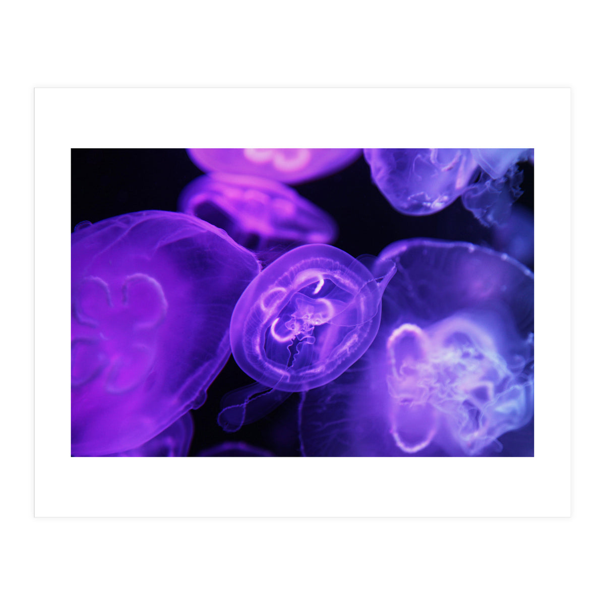 Jellyfish (Print Only)