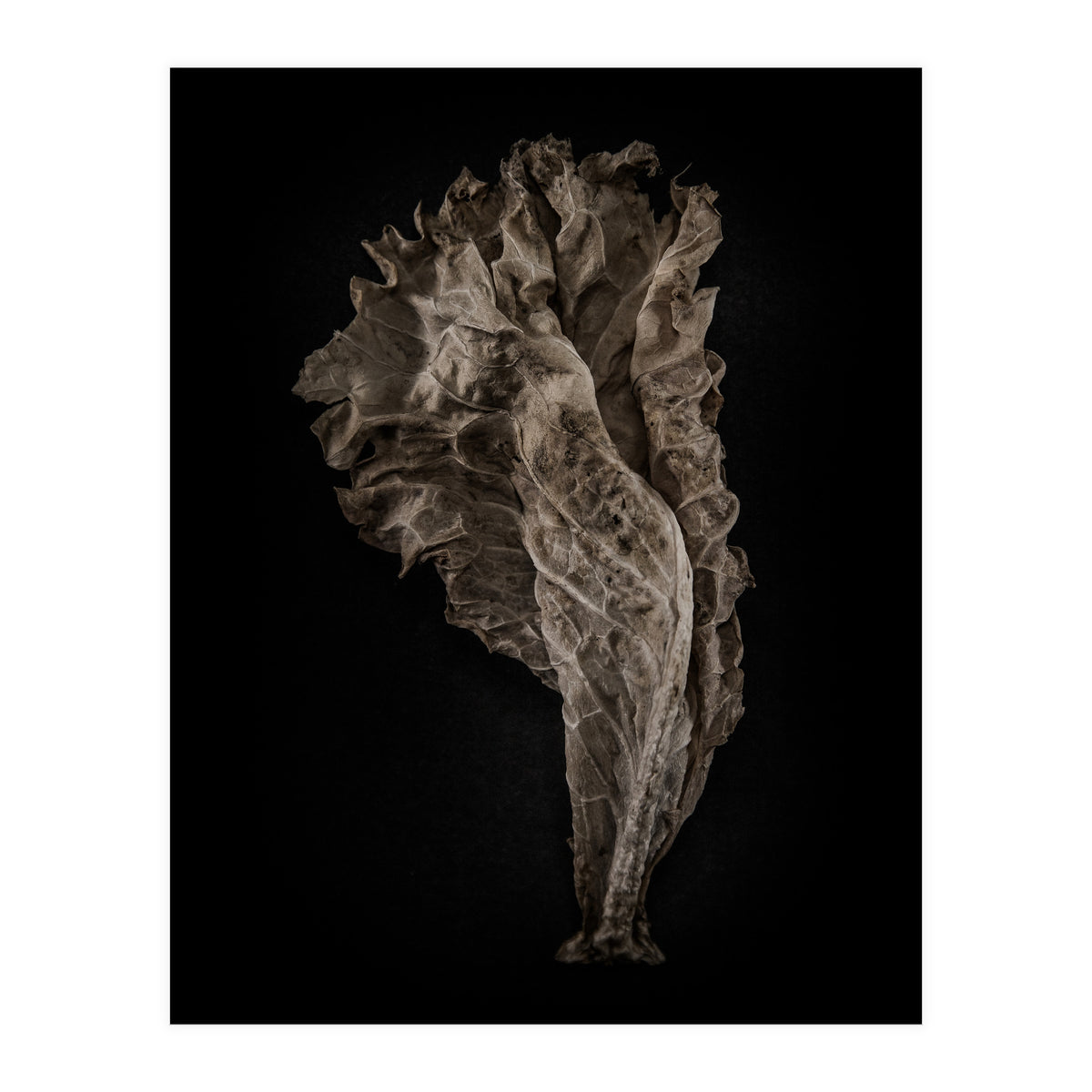 Leaves No 8 Color Version (Print Only)