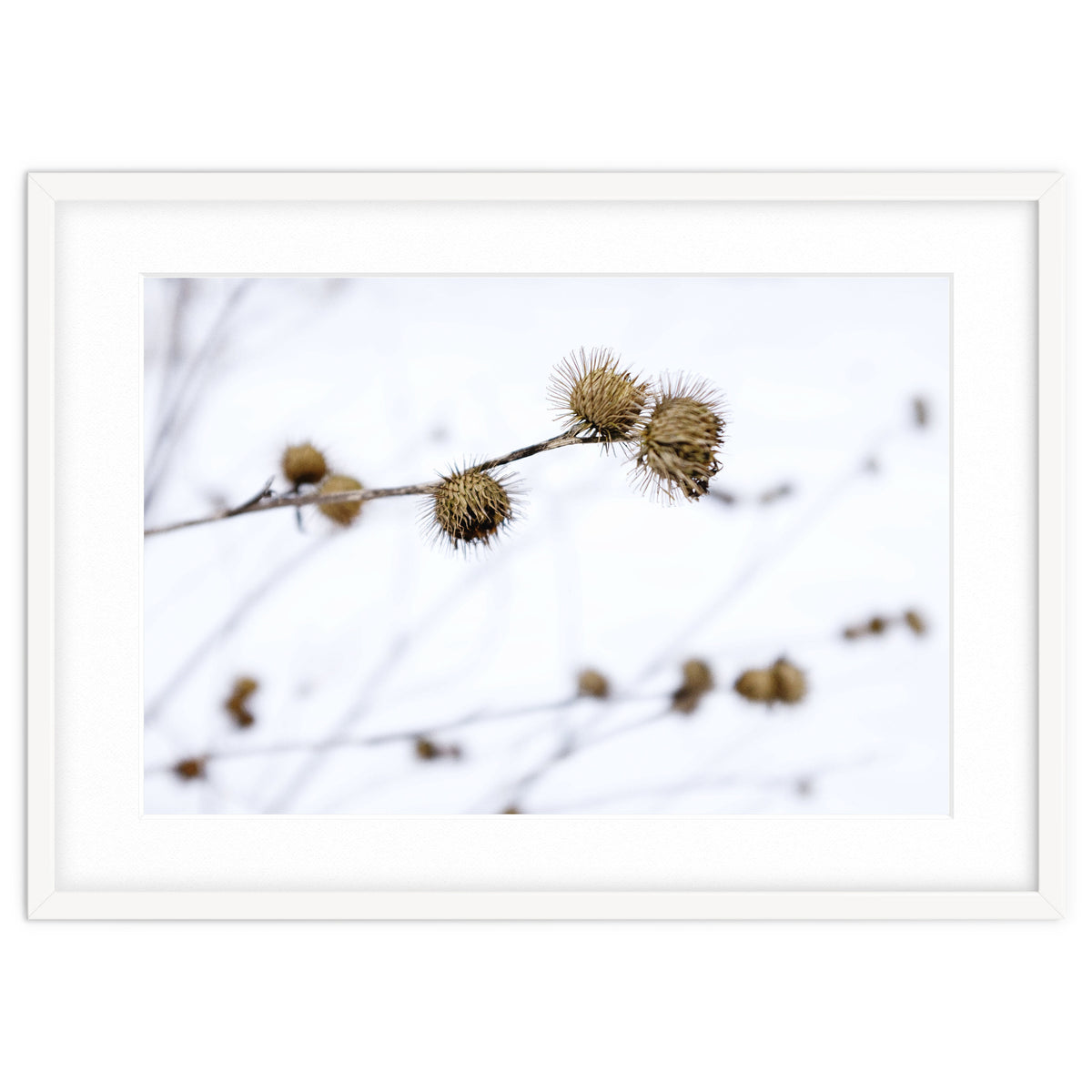 Winter Thistles