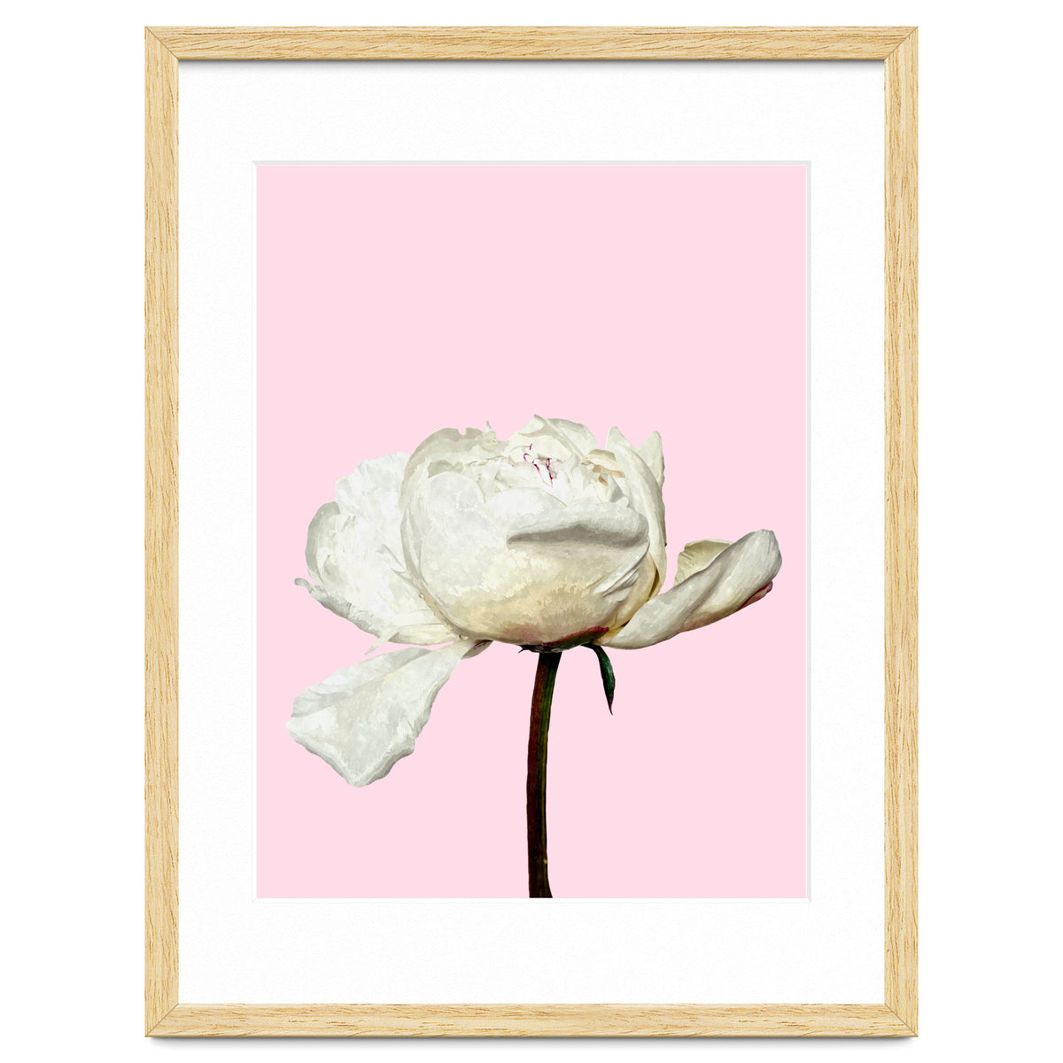 White Peony Pink Background