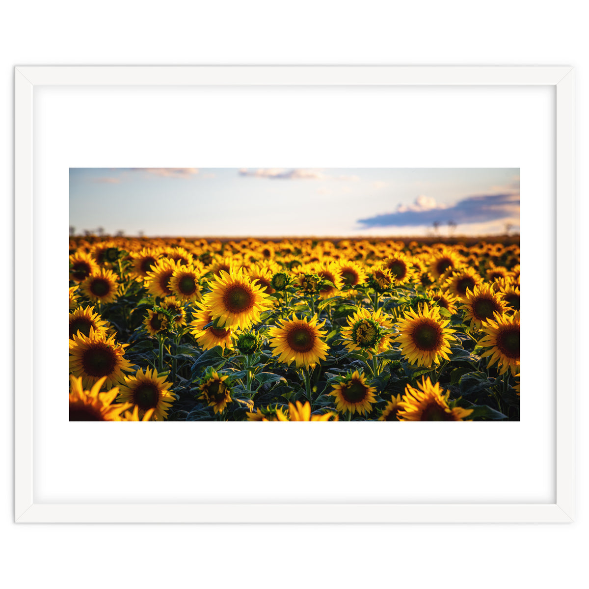 Summer Sunflowers