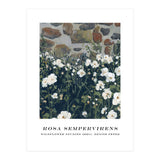 Rosa Sempervirens  (Print Only) thumbnail
