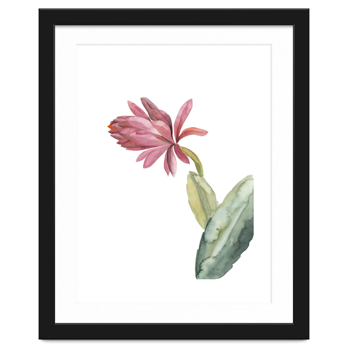 Botanical Illustration Pink Cactus Flower