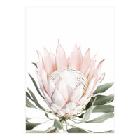 Blush Protea Flower (Print Only)
