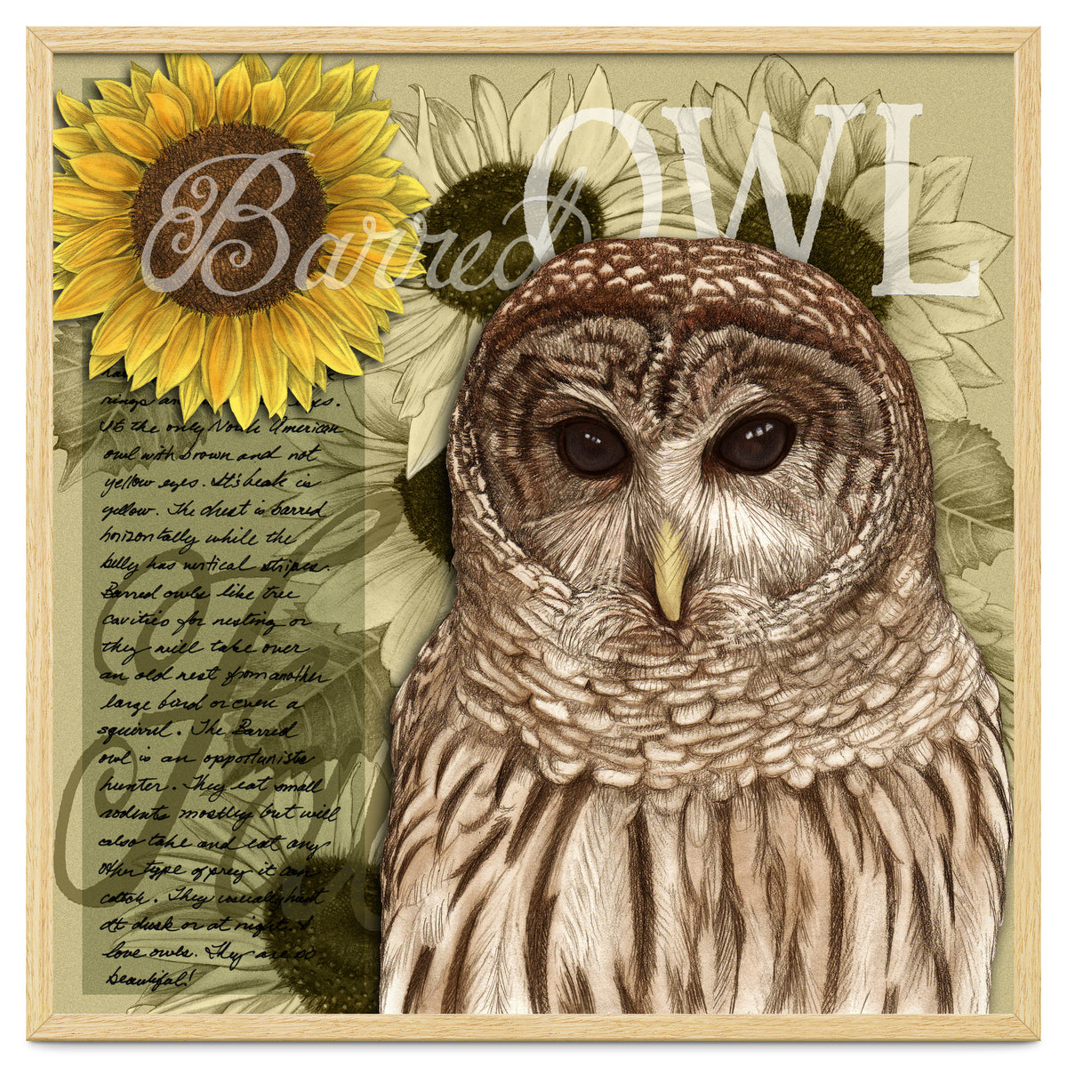 Sunflowers and Barred Owl