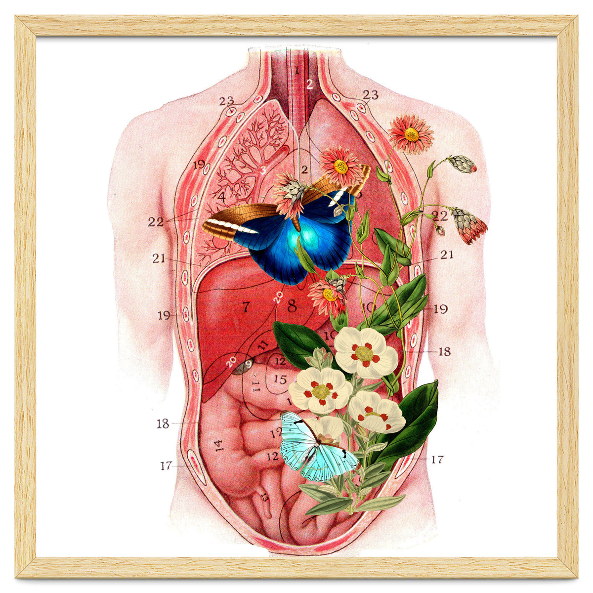 Butterflys In The Belly Makes Flower Grows