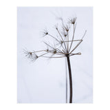 Wildflower in Winter (Print Only) thumbnail
