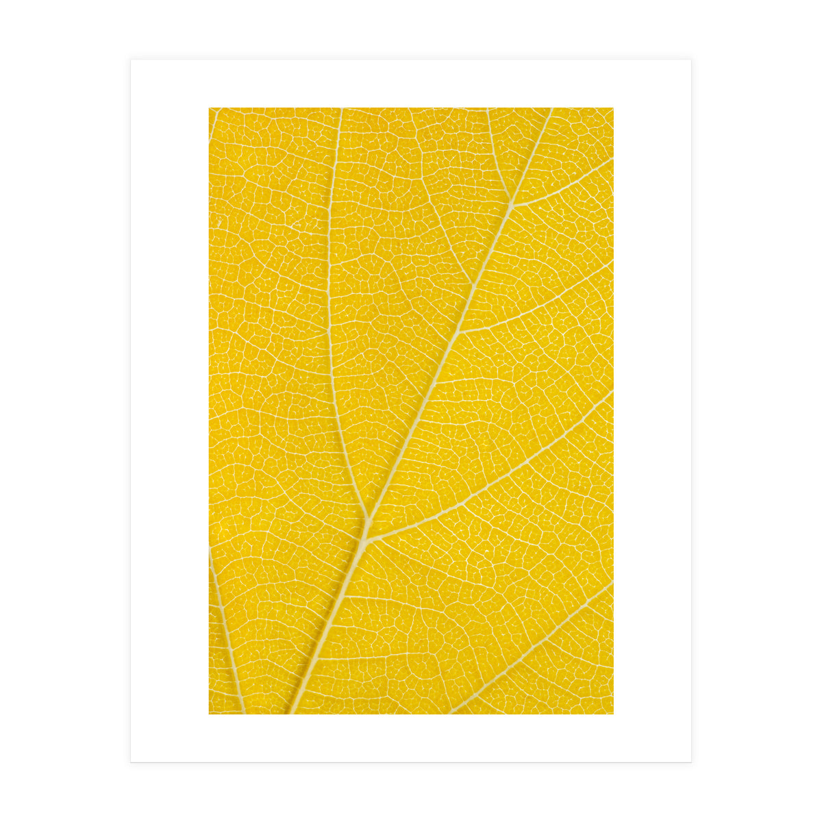 Autumn Leaf (Print Only)