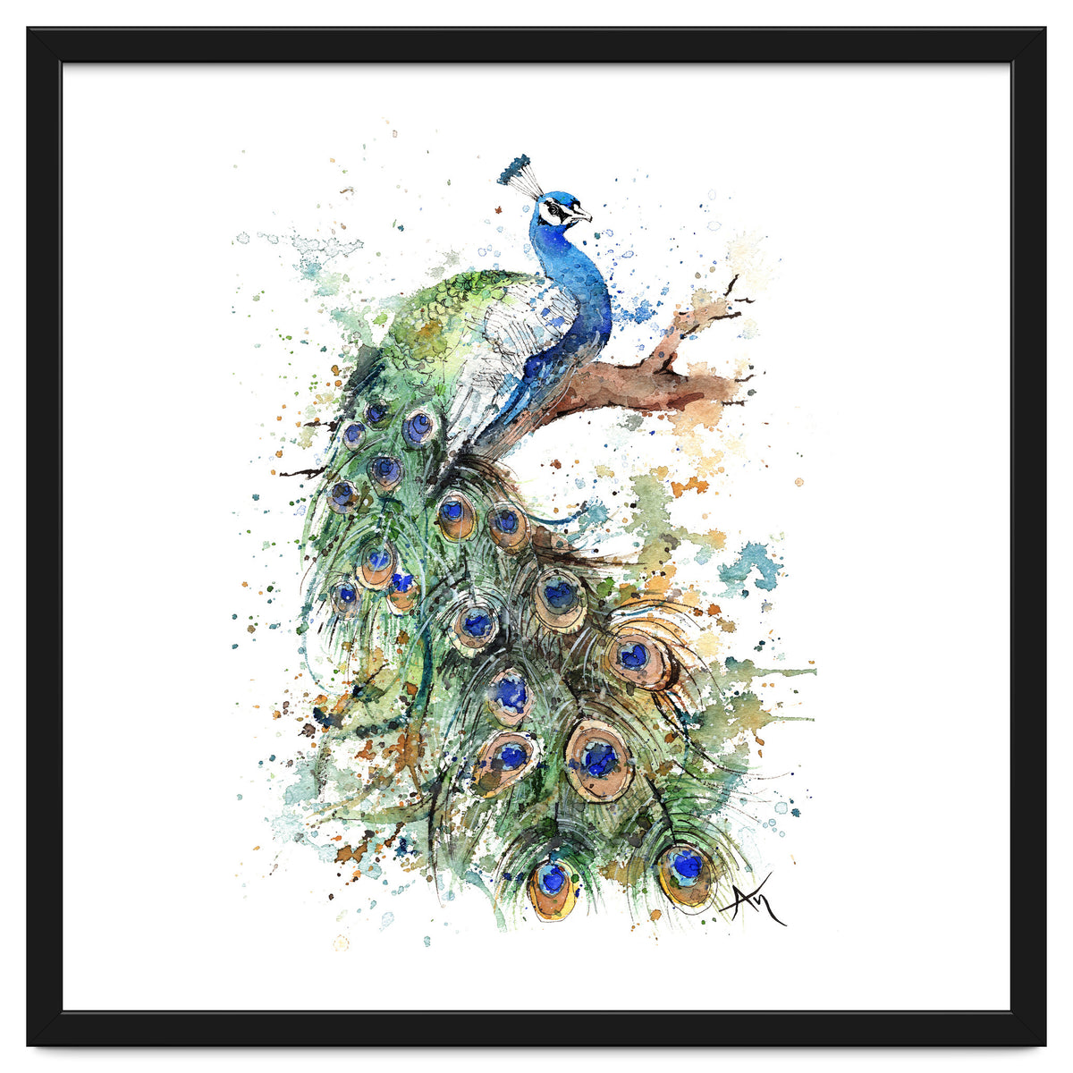 Peacock - Wildlife Collection