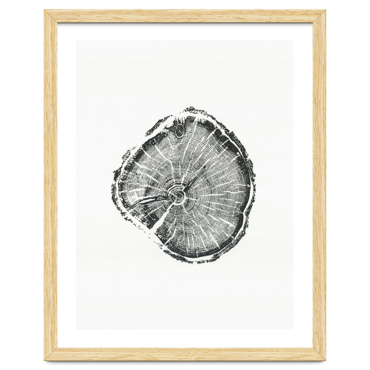 Tree Ring Print, Albion Basin, Utah, Pine Tree Print