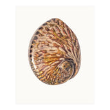Cc Shell 03 (Print Only) thumbnail