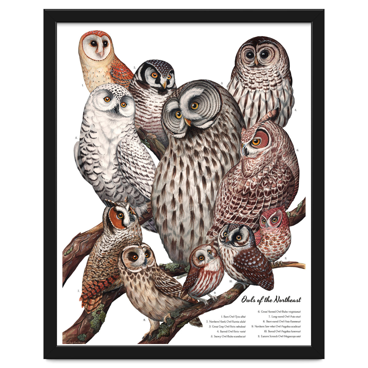 Owls Of The Northeast