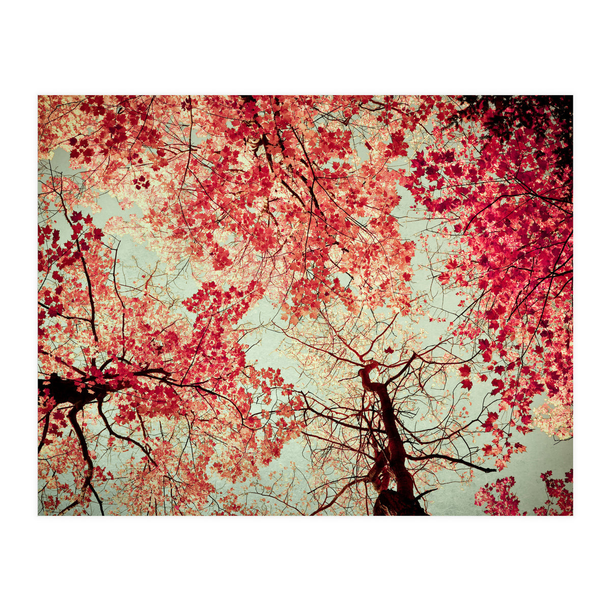 Scarlet (Print Only)