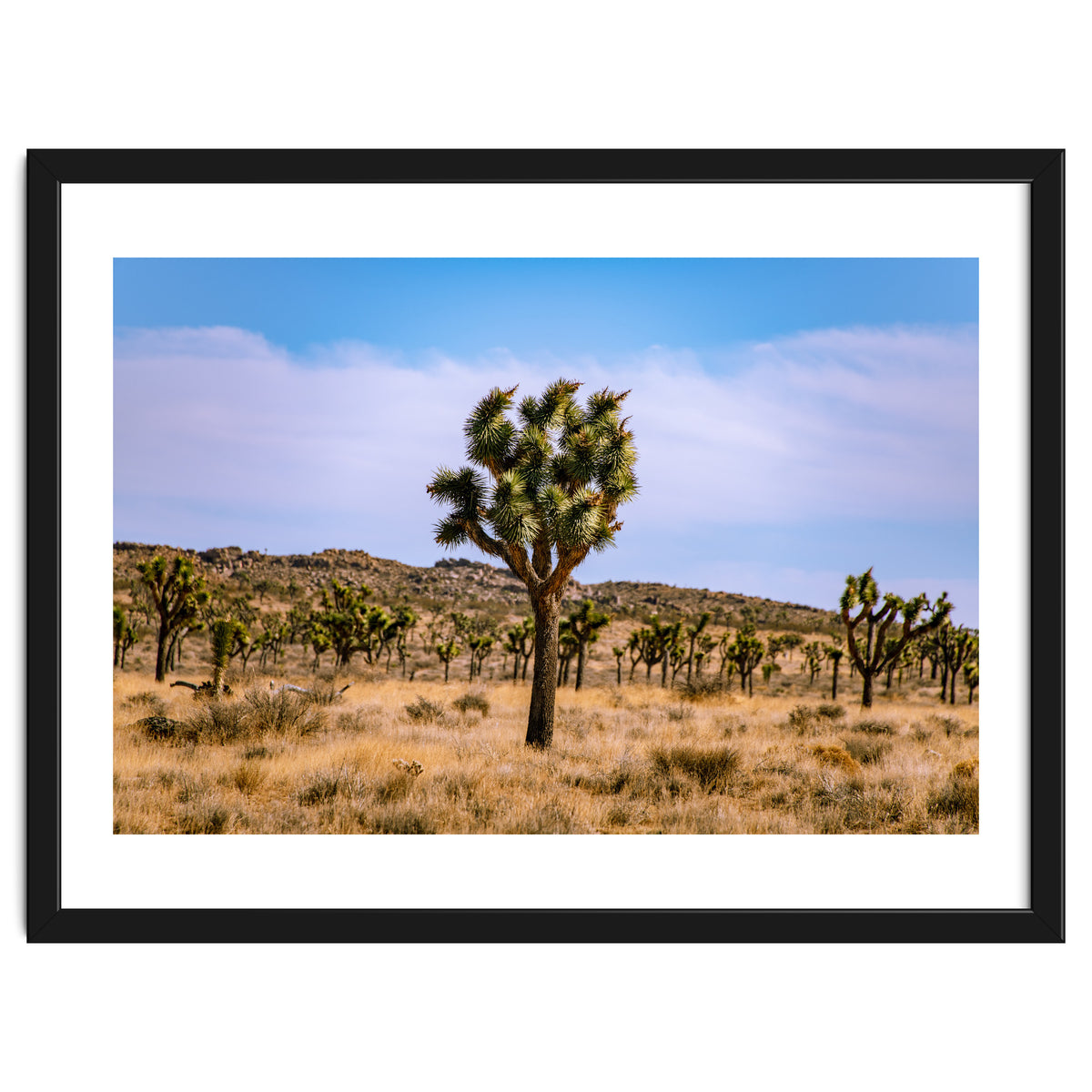 Joshua Tree