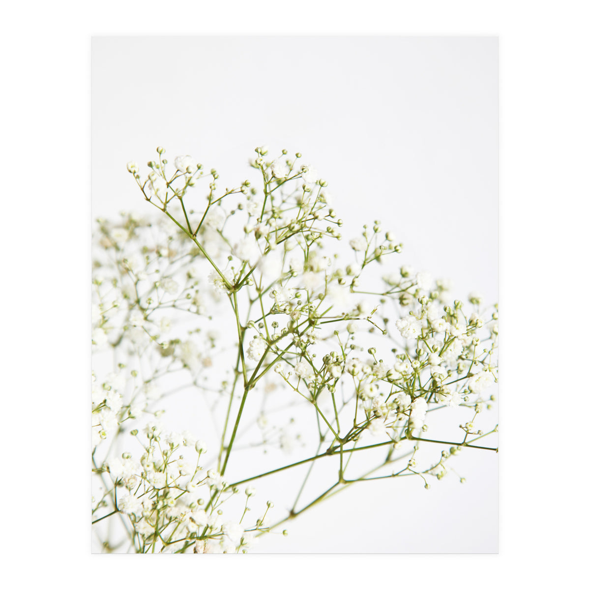 Flowers (Print Only)