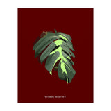 Predator (Print Only) thumbnail