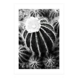 Cactus (Print Only) thumbnail
