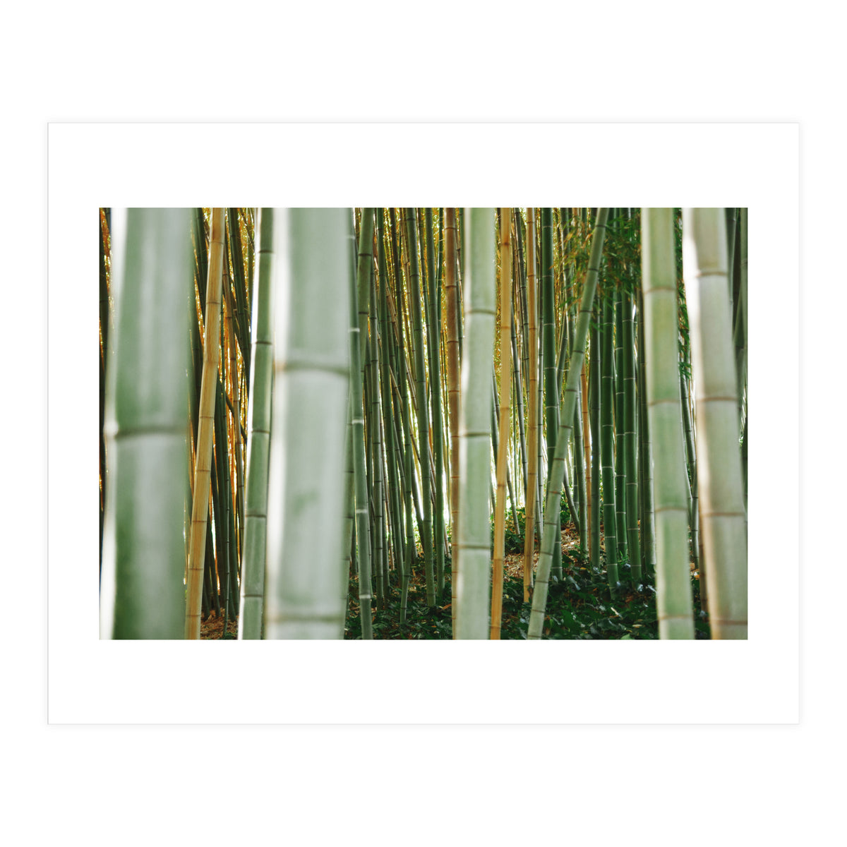 Scorpion (Print Only)