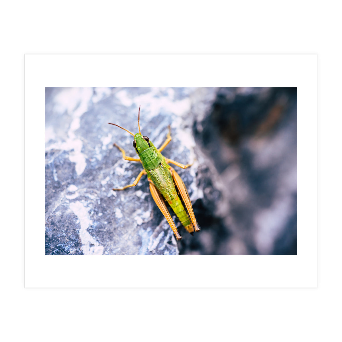 Acid Green (Print Only)